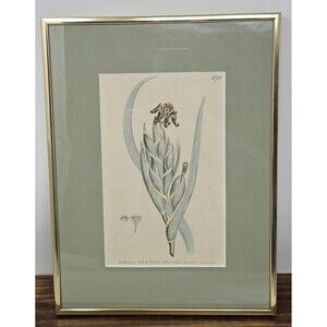 Curtis Botanical Hand Colored Engraving Print 751 Green Variegated Ferraria 1804